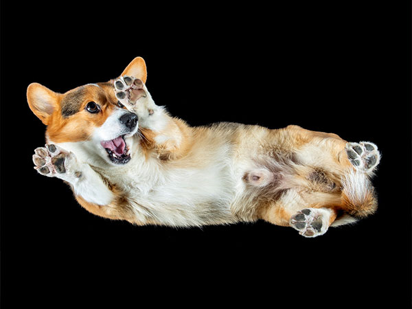 Pet4.Photos